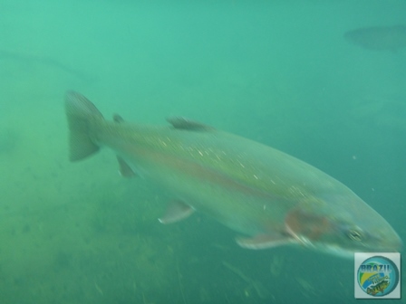 Fotos da pesca esportiva em Chaiten no Chile